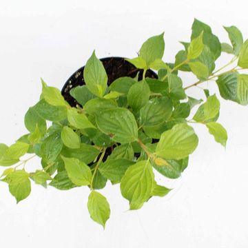 Cornus sanguinea 'Anny's Winter Orange'