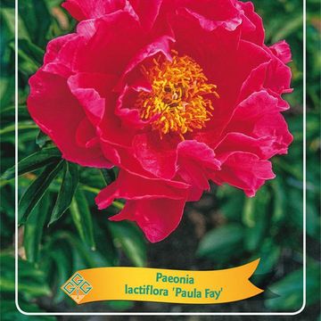 Paeonia 'Paula Fay'