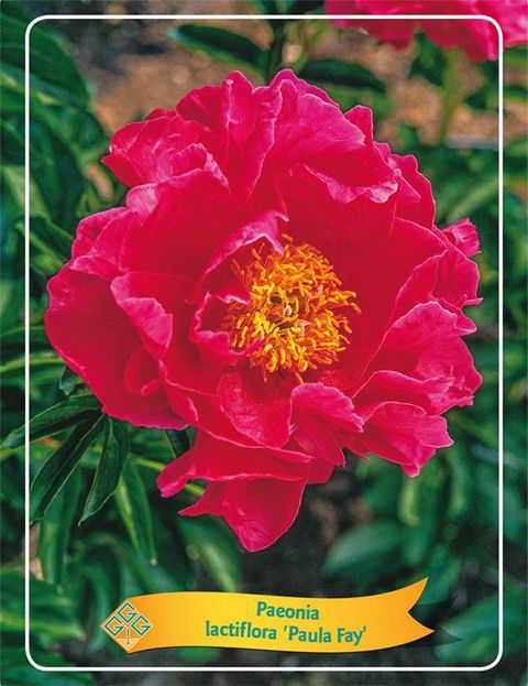 Paeonia 'Paula Fay'