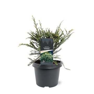 Sequoia sempervirens 'Adpressa'