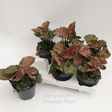 Syngonium 'Plum Allusion'