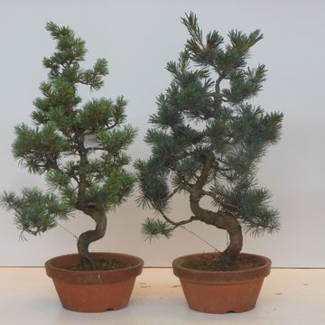 Pinus parviflora pentaphylla
