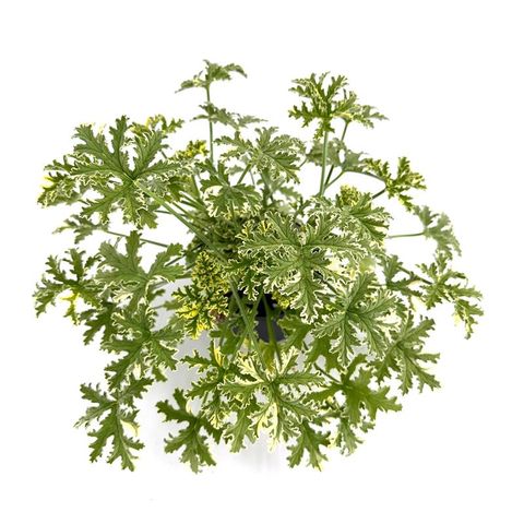 Pelargonium 'Lady Plymouth'