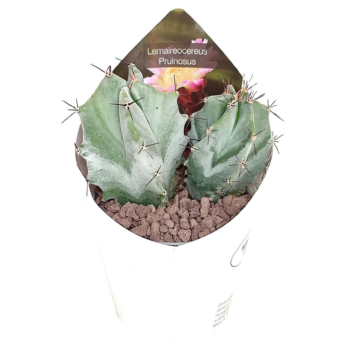 Lemaireocereus pruinosus — Plant Wholesale FlorAccess