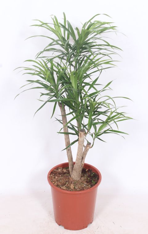 Dracaena reflexa 'Anita'