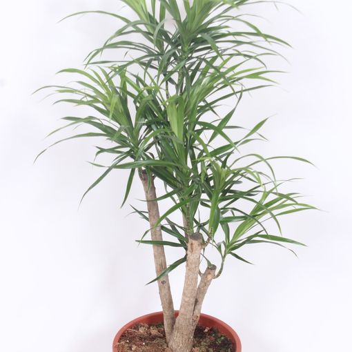 Dracaena reflexa 'Anita'