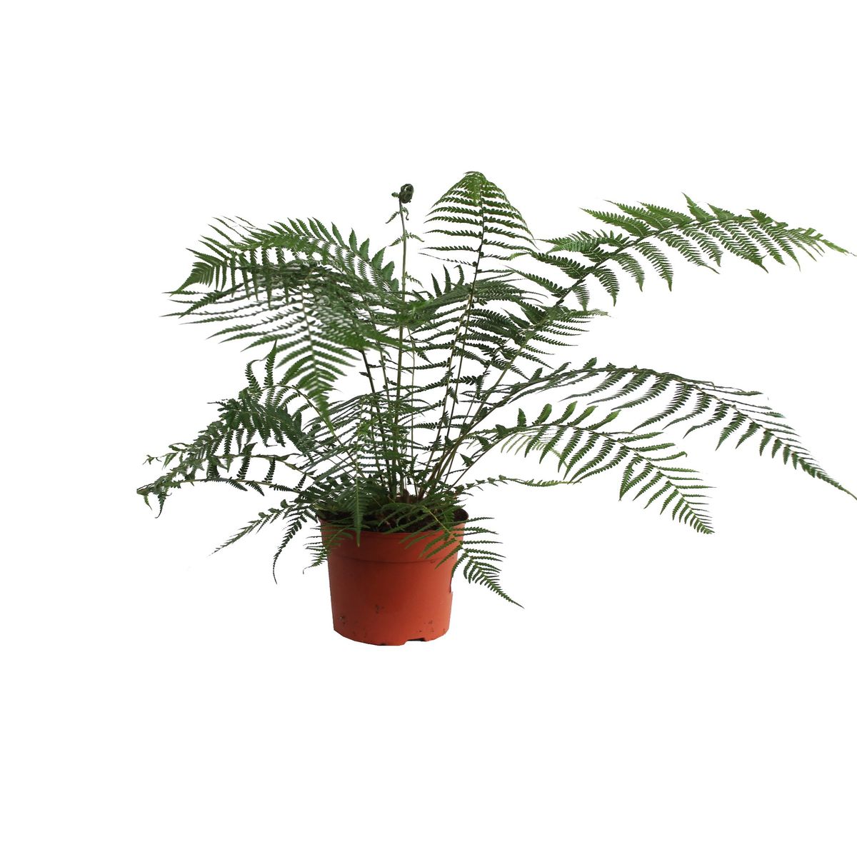 Portal Cool Dicksonia Antartide - Fern Tree, Pianta in 9cm Pot
