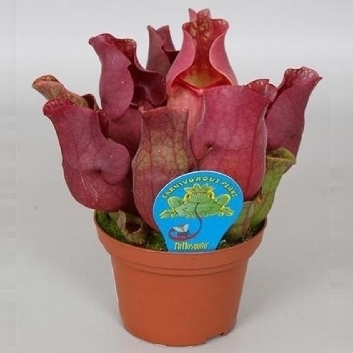 Sarracenia purpurea venosa 'Red' — Plant Wholesale FlorAccess