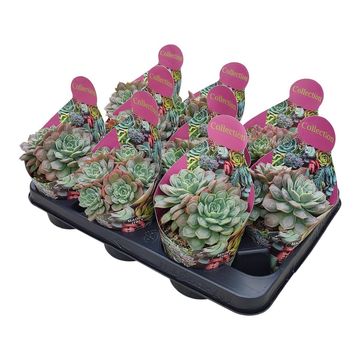 Echeveria 'Raindrops'