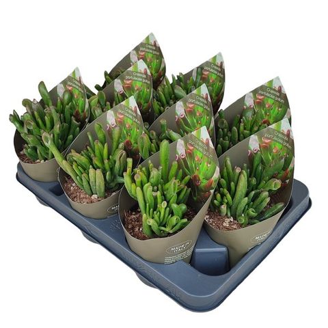 Crassula ovata 'Gollum'