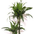 Dracaena fragrans 'Arturo'