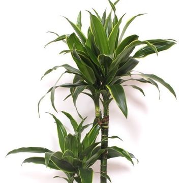 Dracaena fragrans 'Arturo'