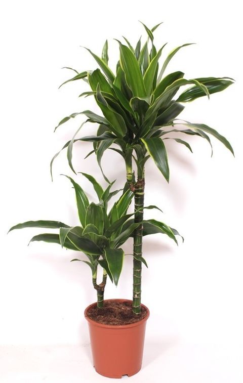 Dracaena fragrans 'Arturo'