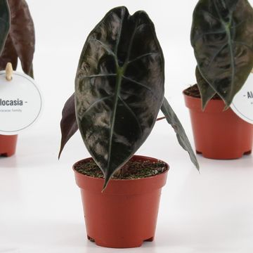 Alocasia suhirmaniana 'Red Petiole'