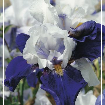 Iris 'Night Edition'