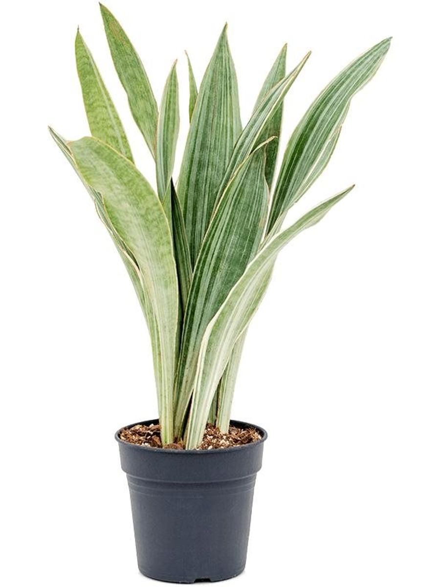 sansevieria trifasciata metallica Snake Plant 'Metallica' main image 1
