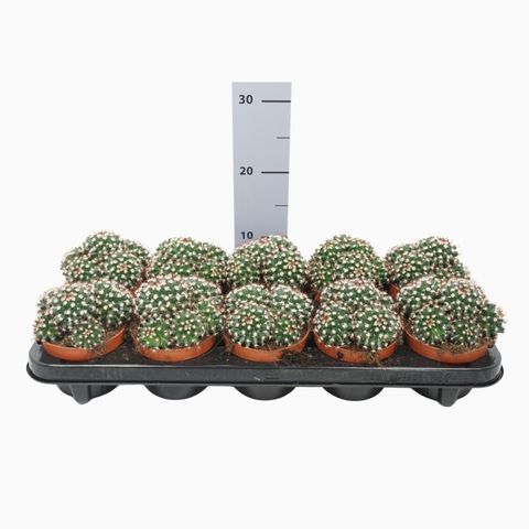 Mammillaria voburnensis