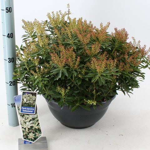 Pieris japonica 'Debutante'