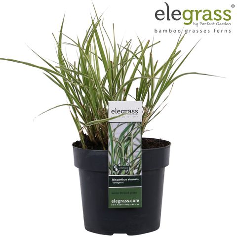 Miscanthus sinensis 'Variegatus'