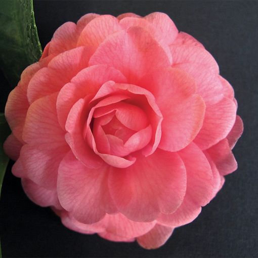 Camellia Japonica Isabella Orsini Plant Wholesale Floraccess