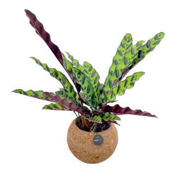 Calathea MIX