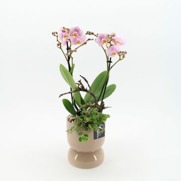 Arrangement Phalaenopsis