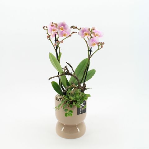 Arrangement Phalaenopsis