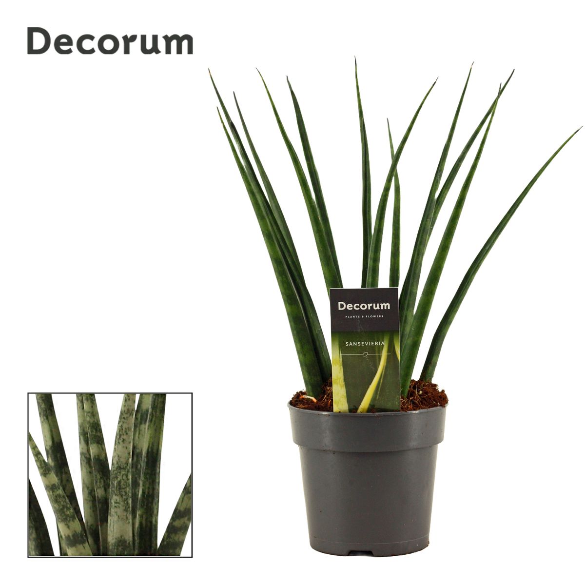 dracena marginata sunray Dracaena Dragon Tree Bicolor, Tree Form main image 0