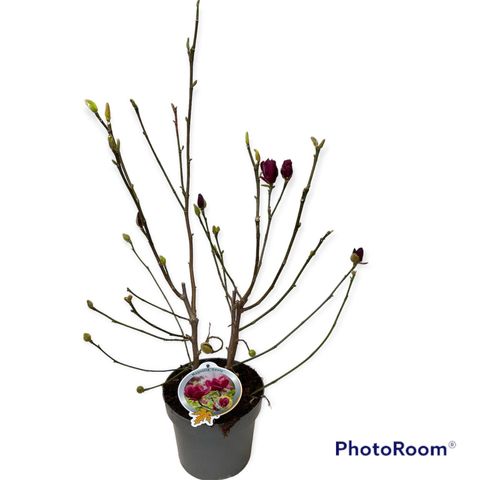 Magnolia 'Genie'