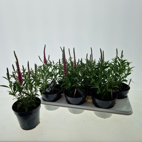 Veronica spicata ANNIVERSARY ROSE