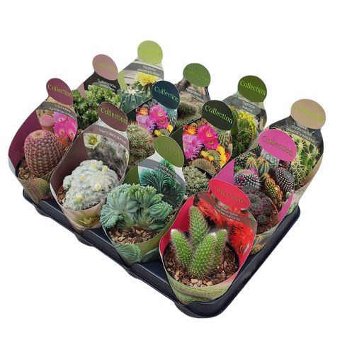 Cactus MIX