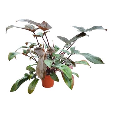 Philodendron 'Florida Bronze'