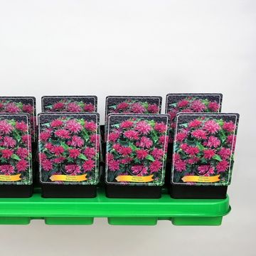 Monarda 'Baby Spice'