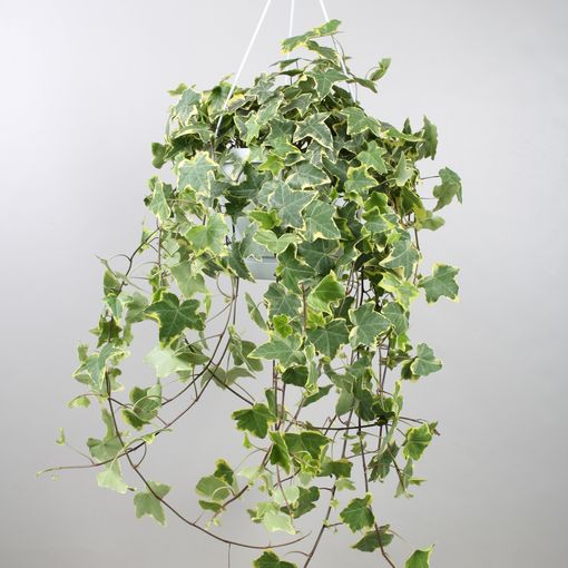 Hedera helix 'Goldchild'