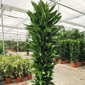 Dracaena fragrans 'Джанет Линд'