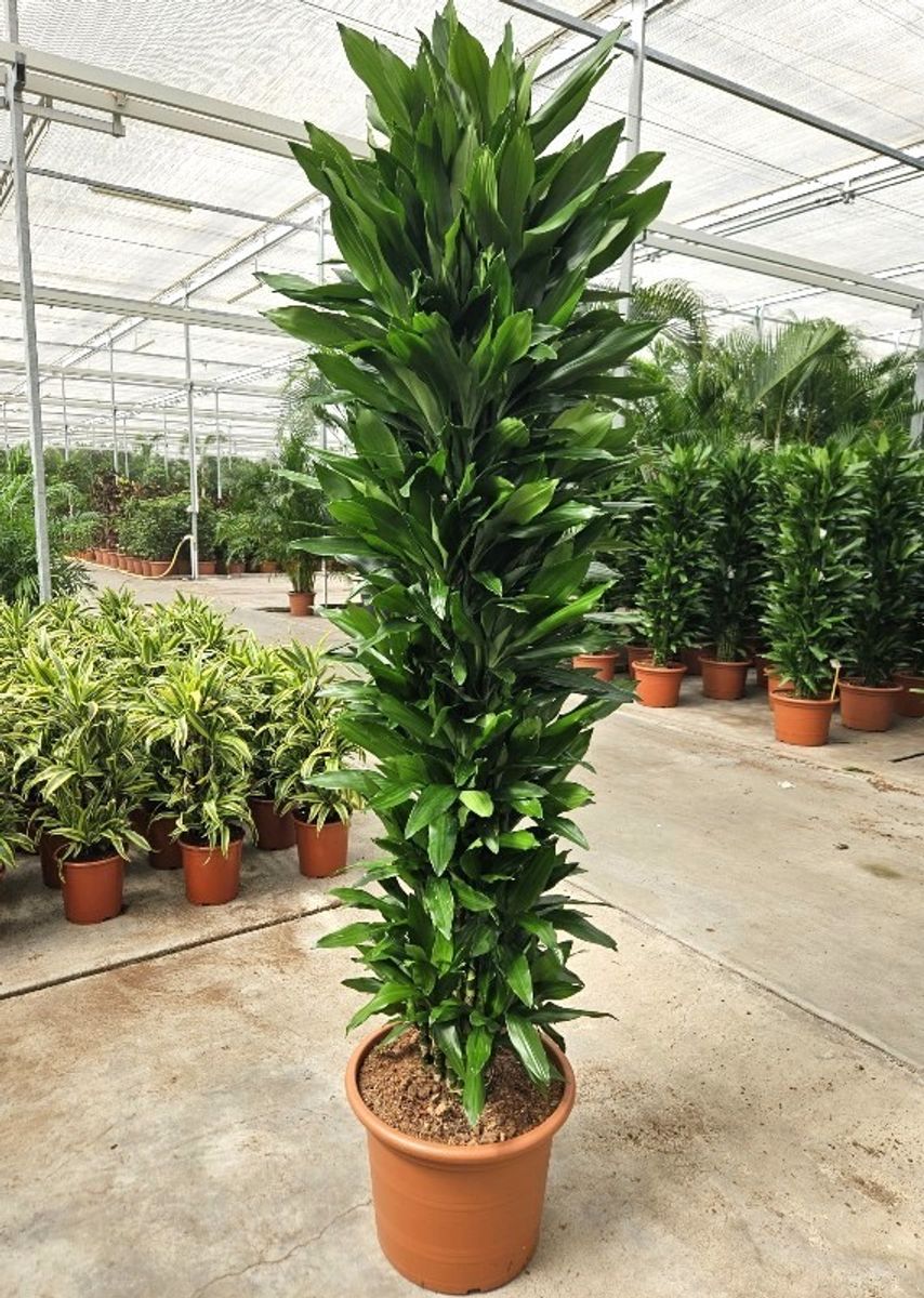 Dracaena fragrans 'Janet Lind' en Baq Metallic Silver leaf main image 0