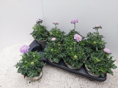Scabiosa columbaria 'Mariposa Blue'