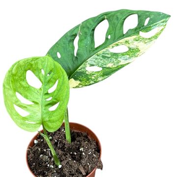 Monstera adansonii 'Aurea'