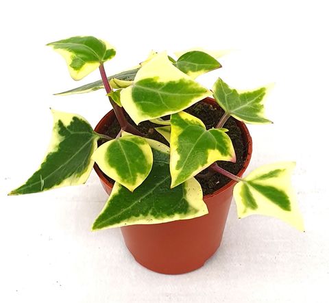 Senecio macroglossus 'Variegatus'