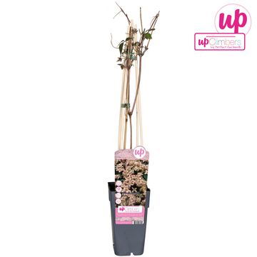 Clematis 'Marjorie' (M)