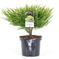 Cryptomeria japonica 'Little Champion'