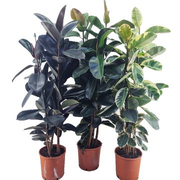 Ficus MIX