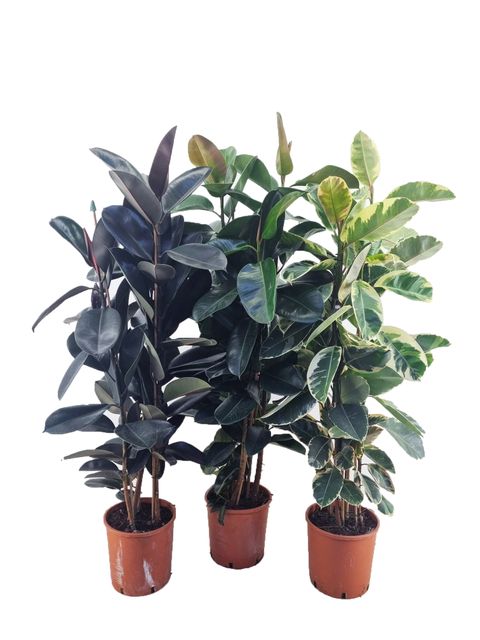 Ficus MIX