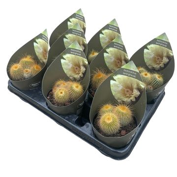 Parodia leninghausii