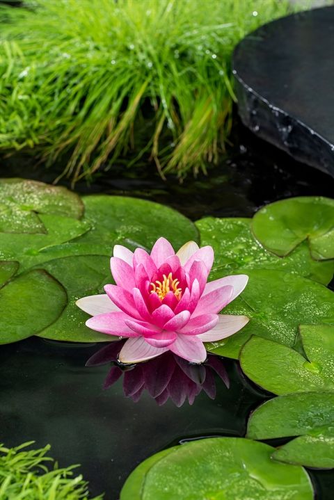 Nymphaea 'Charles de Meurville'