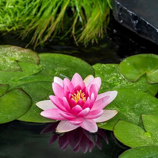 Nymphaea 'Charles de Meurville'