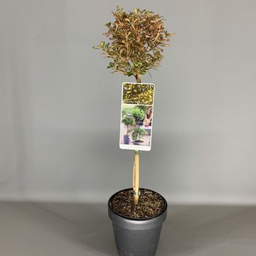 Coprosma 'Evening Glow'