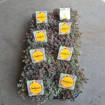 Sedum cyaneum 'Sachalin'