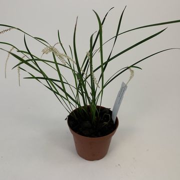 Dendrochilum luzonense