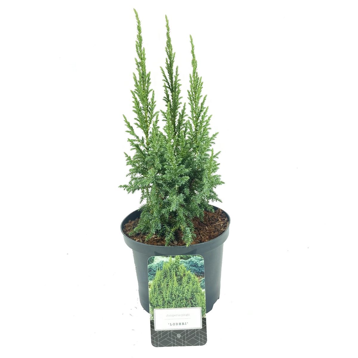 Juniperus pingii 'Loderi' — Plant Wholesale FlorAccess